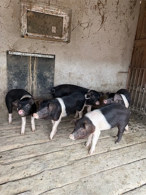 purcei si soldani de vanzare  - imagine 5