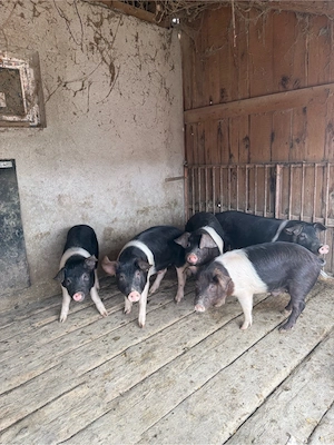 purcei si soldani de vanzare  - imagine 4