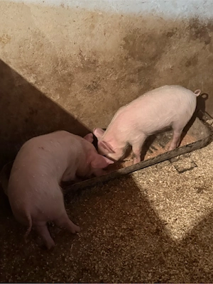 purcei si soldani de vanzare  - imagine 3