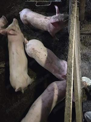 Vând purcei landras