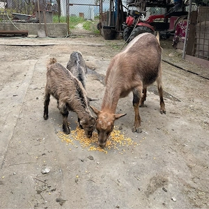 Vand capra de lapte cu iezi - imagine 2