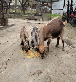 Vand capra de lapte cu iezi