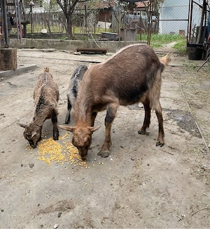 Vand capra de lapte cu iezi - imagine 3