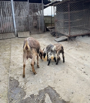 Vand capra de lapte cu iezi - imagine 5