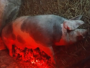 Scroafă cu purcei de vânzare în Vrancea 