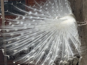 Vând păuni albi familie 