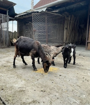 Vand capra de lapte cu iezi 