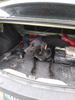 Donez Brac German  - imagine 4