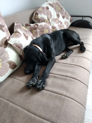 Donez Brac German  - imagine 2