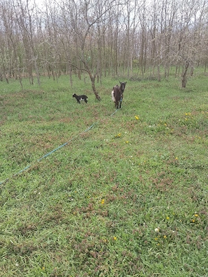 vand patru capre cu câte 2 iezi 