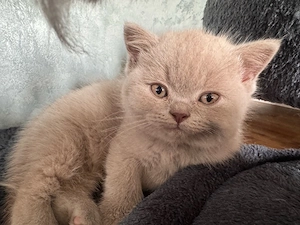Puisori british shorthair lilac