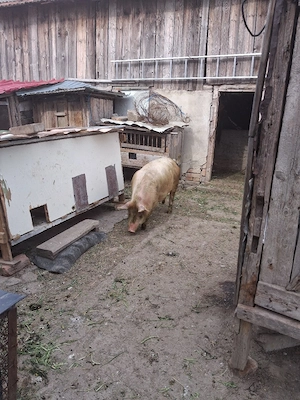 vând scroafa gestanta