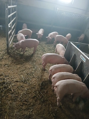 purcei de carne si porci mari - imagine 2