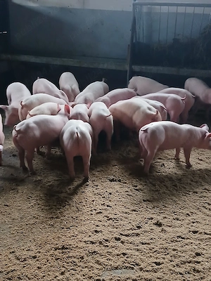 purcei de carne si porci mari - imagine 3