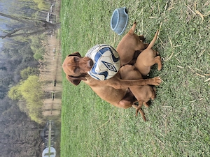 Pui vizsla maghiara rasă pură  - imagine 2