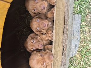 Pui vizsla maghiara rasă pură 