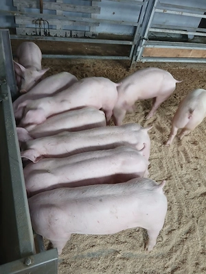 purcei de carne si porci mari