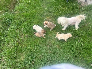 Cateluse bison maltez isi cauta casa noua - imagine 4