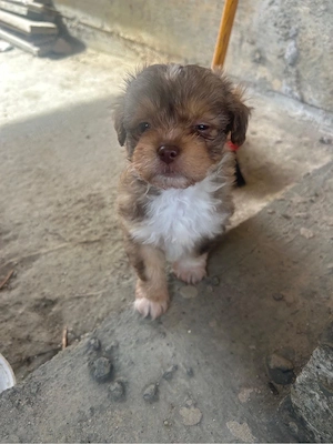 Cateluse bison maltez isi cauta casa noua - imagine 2