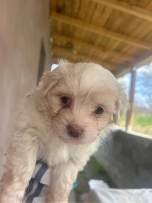 Cateluse bison maltez isi cauta casa noua