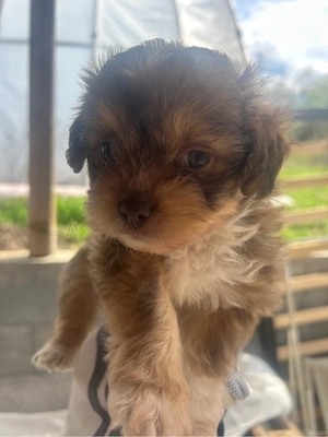 Cateluse bison maltez isi cauta casa noua - imagine 3