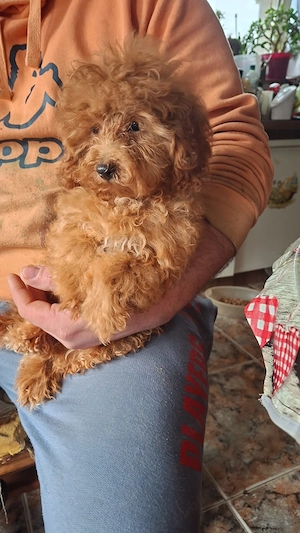 Pudel caniche cu pedegree