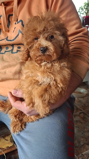 Pudel caniche cu pedegree - imagine 2