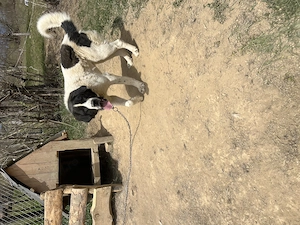 Ciobanesc de Asia centrala 