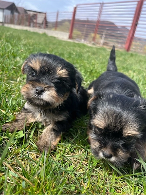 Yorkshire Terrier - imagine 5