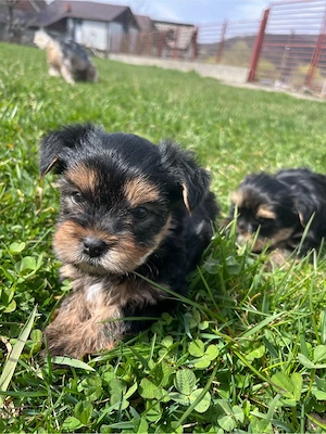 Yorkshire Terrier - imagine 3