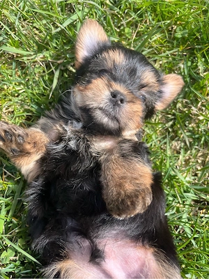 Yorkshire Terrier - imagine 2