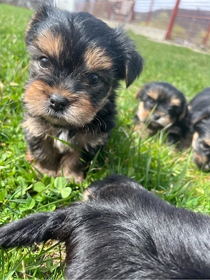 Yorkshire Terrier - imagine 4