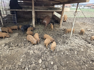 Purcei mangalita si purcei mangalita cu bazna - imagine 4