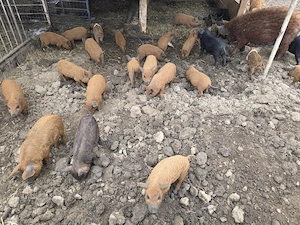 Purcei mangalita si purcei mangalita cu bazna - imagine 3