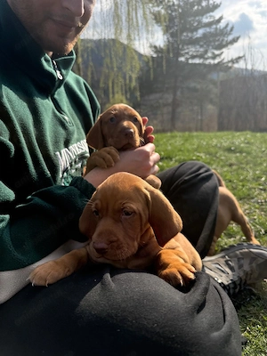 Pui vizsla maghiara rasă pură  - imagine 4