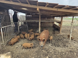 Purcei mangalita si purcei mangalita cu bazna - imagine 2