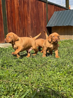 Pui vizsla maghiara rasă pură  - imagine 3