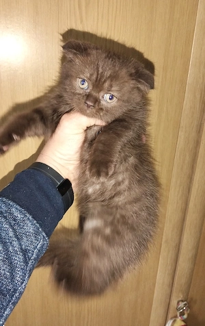 British Shorthair Scottish Fold  - imagine 5