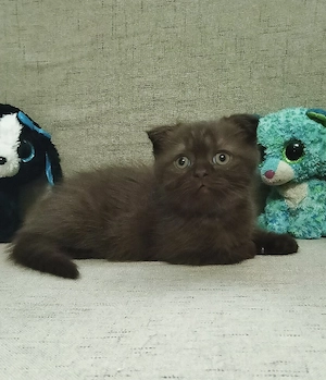 British Shorthair Scottish Fold  - imagine 4