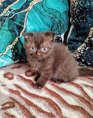 British Shorthair Scottish Fold 