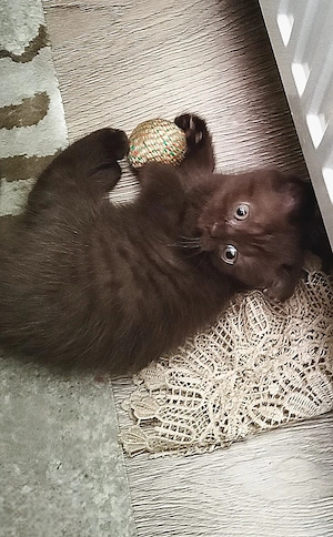 British Shorthair Scottish Fold  - imagine 3