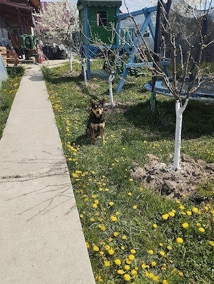  Cine dorește un câine lup  se dă gratis  - imagine 3