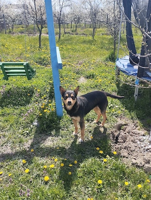  Cine dorește un câine lup  se dă gratis  - imagine 4