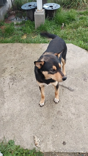  Cine dorește un câine lup  se dă gratis  - imagine 5