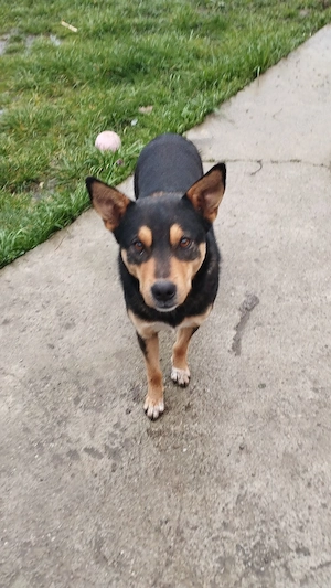  Cine dorește un câine lup  se dă gratis  - imagine 2