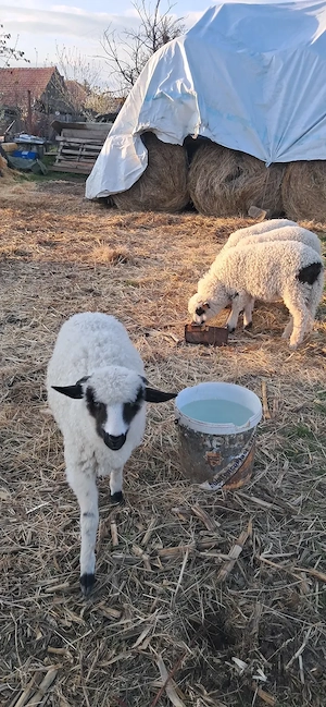 4 miei foarte frumosi - imagine 2