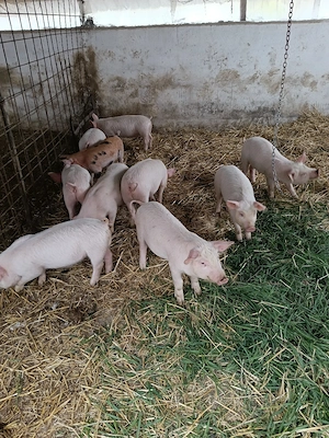 purcei de vânzare marele alb