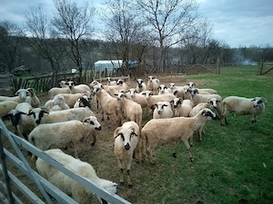 Vând 25 de oi 