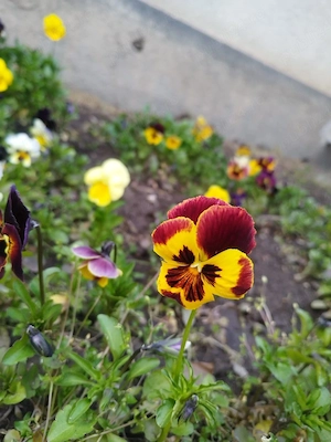 vand flori panselute