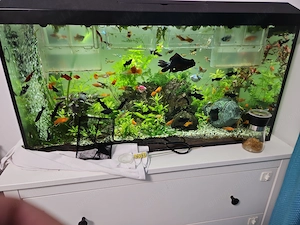 Vand acvariu 112L complet echipat.